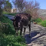 Feriehus Haustor With Skadar View