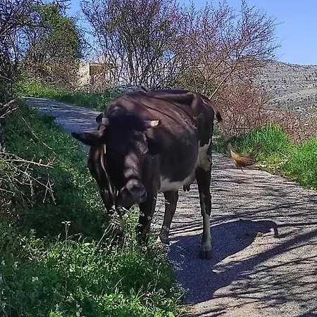 Сasa de vacaciones Haustor With Skadar View