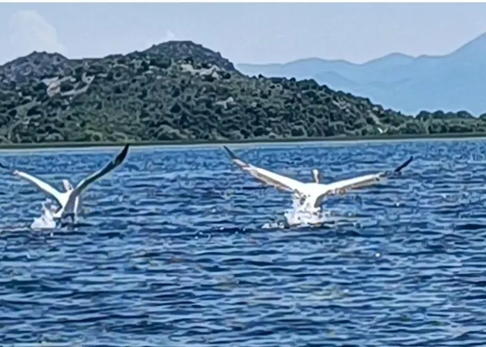Hébergement de vacances Haustor With Skadar View *